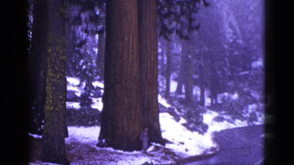 1953 California home-movie frame showing a curving wet road bordered by large evergreens and scattered snow.