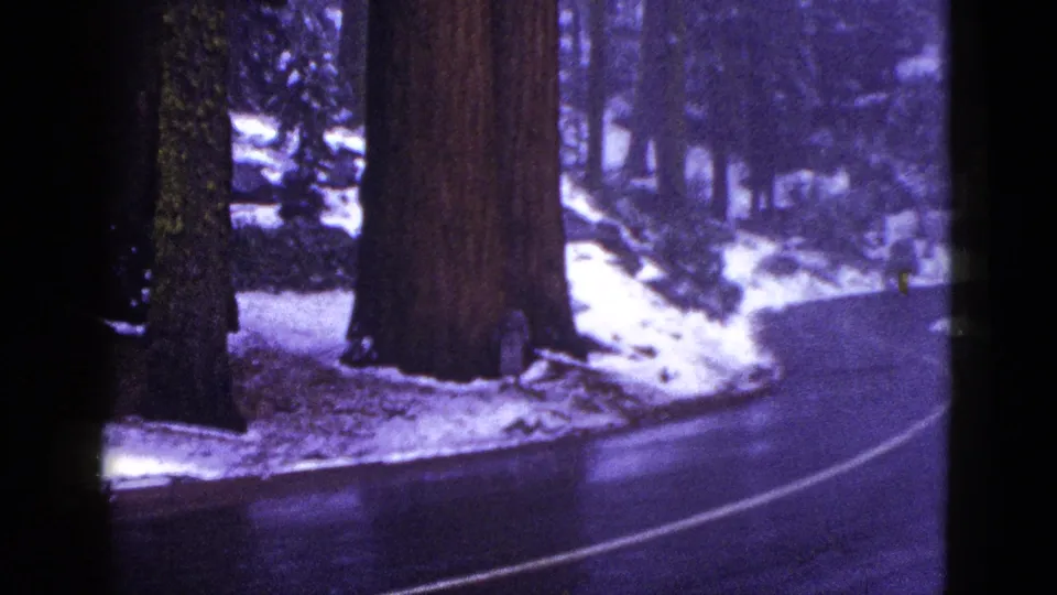 1953 California 8mm frame of a wet forest road bending past tall evergreen trunks and snow-covered roadside areas.