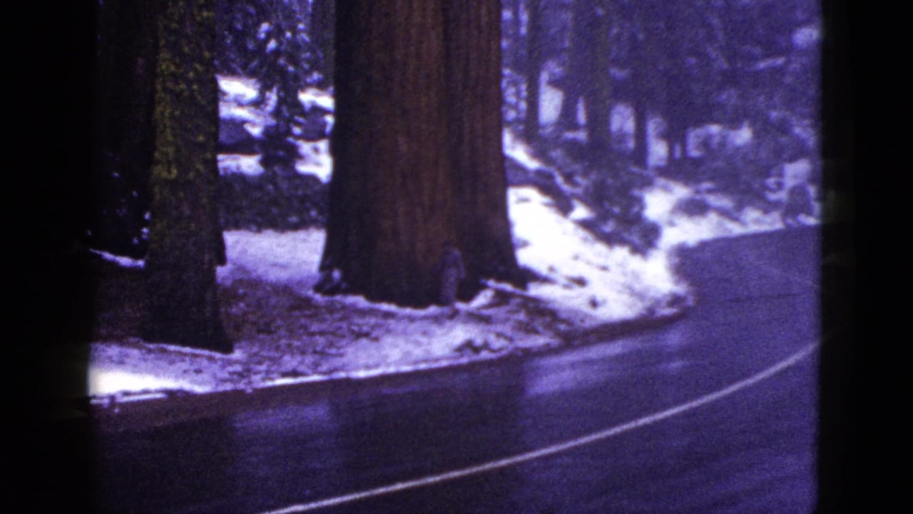 1953 California 8mm frame showing a dark curving road beside massive forest trunks and snow-covered ground.