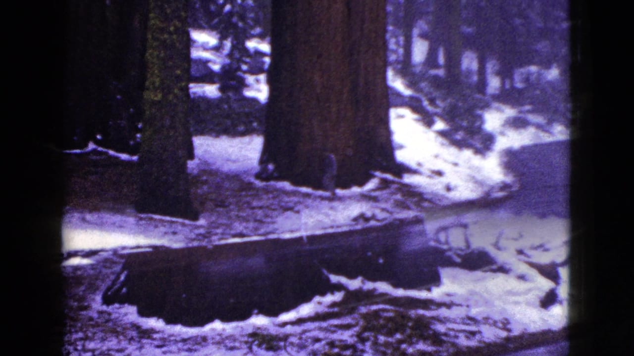 Large tree trunks and a cut stump surrounded by snow.
