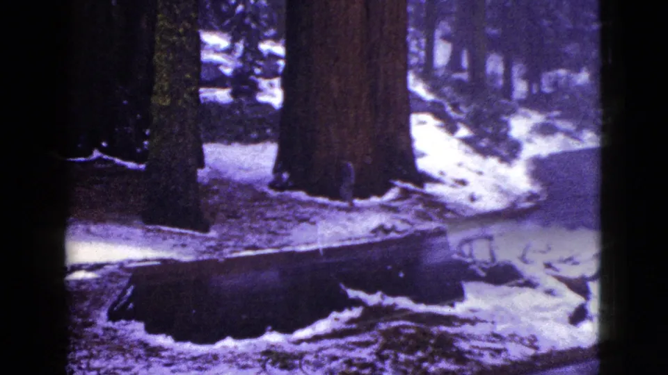 1953 California 8mm frame with giant tree trunks, a broad stump, rocks, and patchy snow on the forest floor.