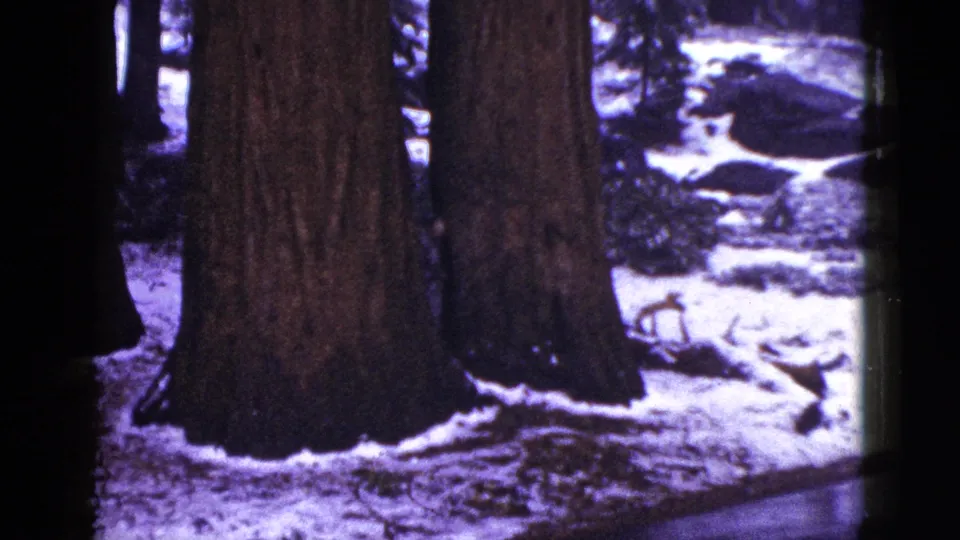1953 California 8mm frame focusing on massive sequoia trunks with snow, roots, rocks, and soft purple-shifted color.
