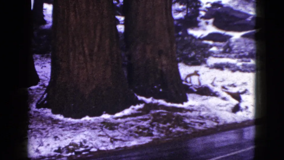1953 California 8mm frame showing giant forest trunks near a road edge, with patchy snow and rocks in the background.