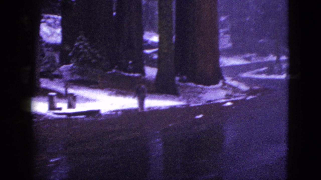 1953 California home-movie frame of a woman walking along a wet roadside near snow patches and tall redwood-like trees.