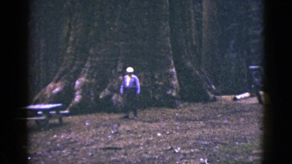 1953 California home-movie frame with a man paused near a picnic table and a massive tree trunk in a forest setting.