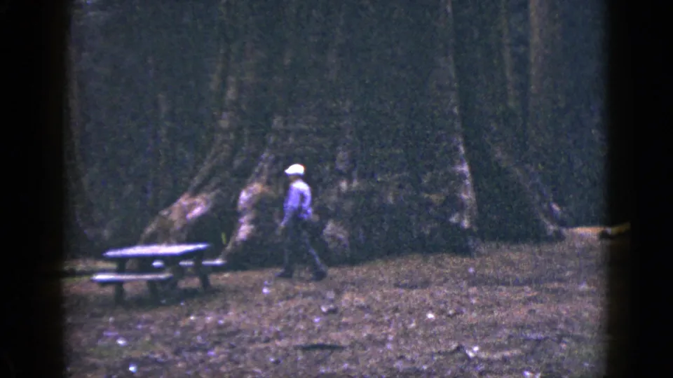 The man continues through the California forest scene, small against the scale of the large trunks and picnic table.