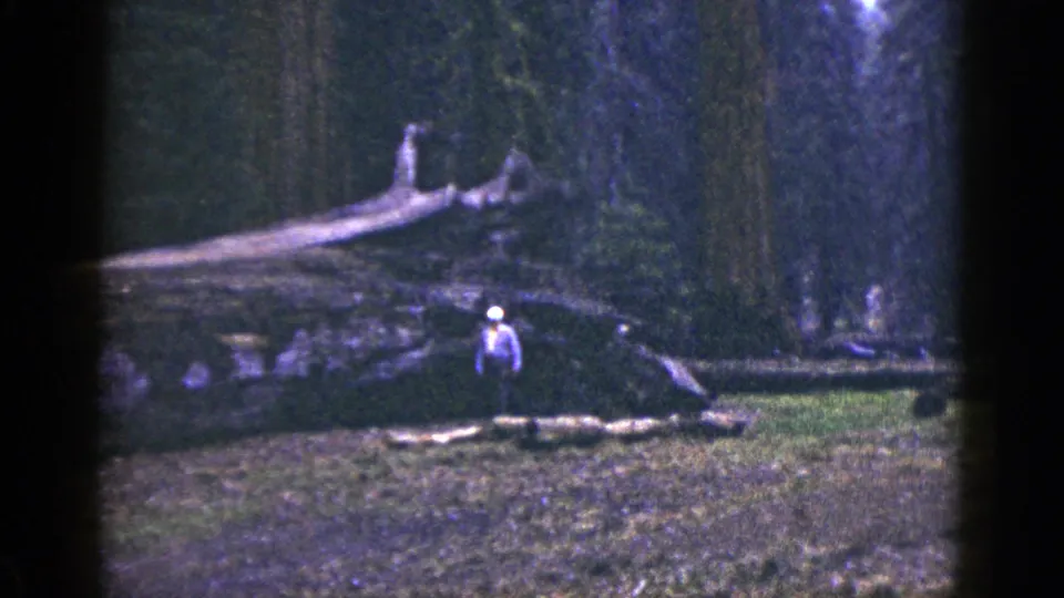 The final frame shows the visitor below a massive fallen log and dark tree trunks, emphasizing the scale of the California forest.