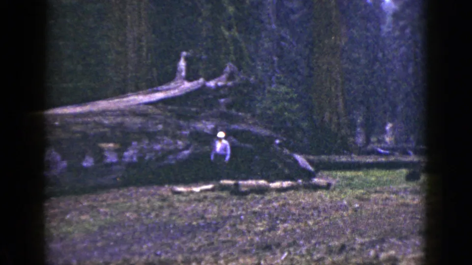 1953 California 8mm frame showing a white-hatted person beside a large fallen redwood in a dark evergreen forest.