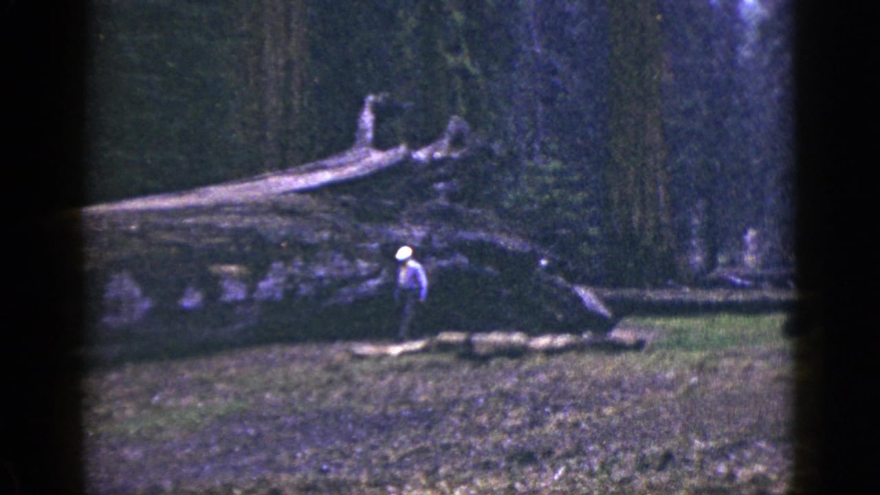 Person standing beside a large fallen tree with dense forest in the background.