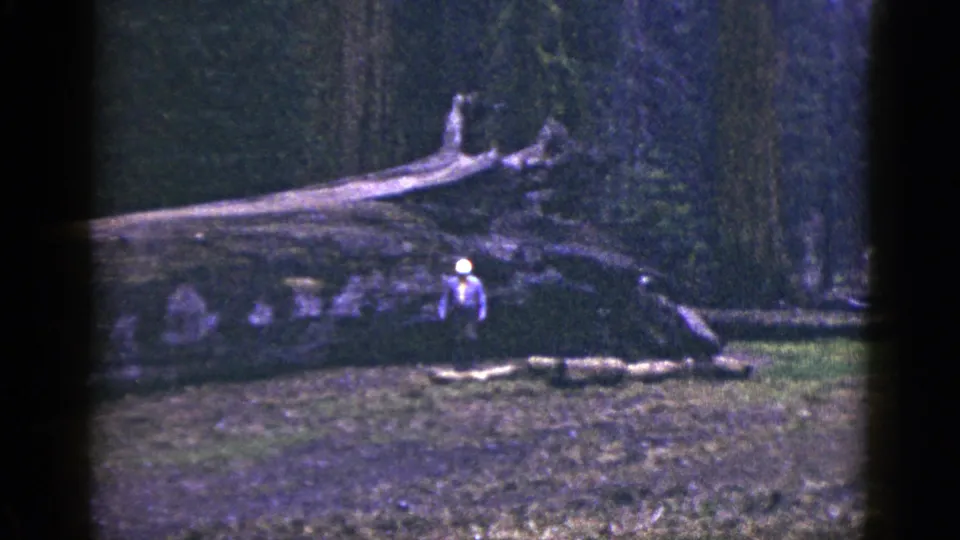 1953 California 8mm footage shows a visitor below a fallen redwood, with dark forest growth behind the trunk.