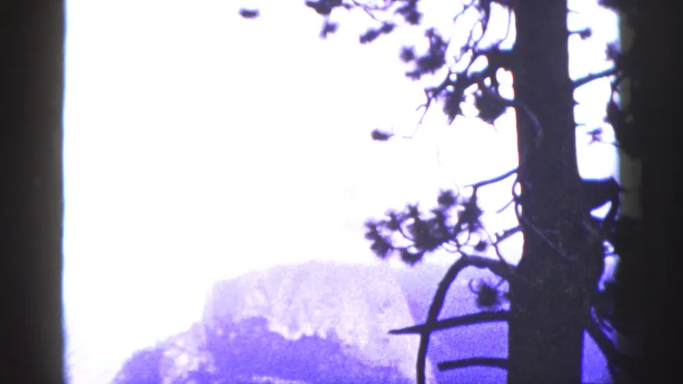 1953 California 8mm frame with a silhouetted pine trunk and branches framing a bright hazy mountain view.