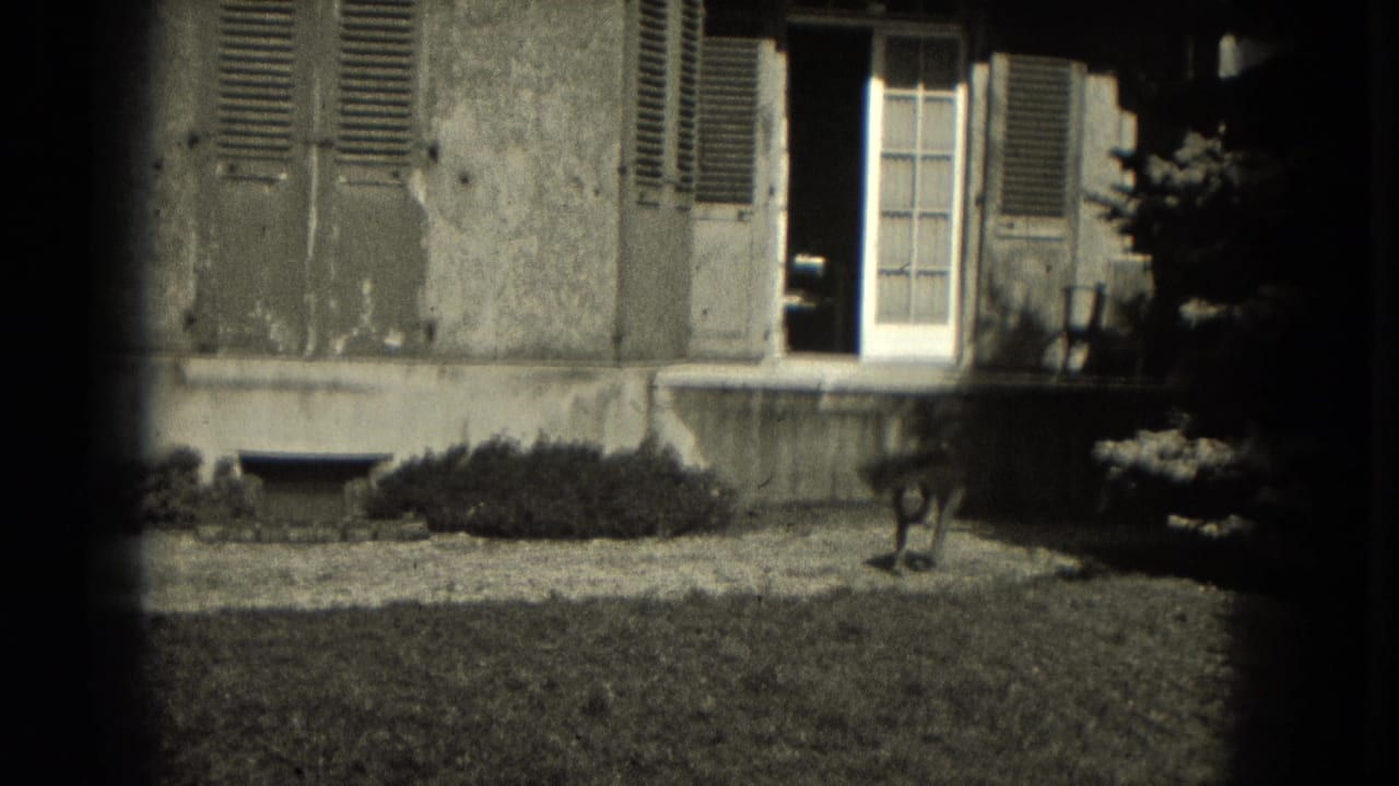 Dog stands on a lawn in front of a shuttered house and white doorway.