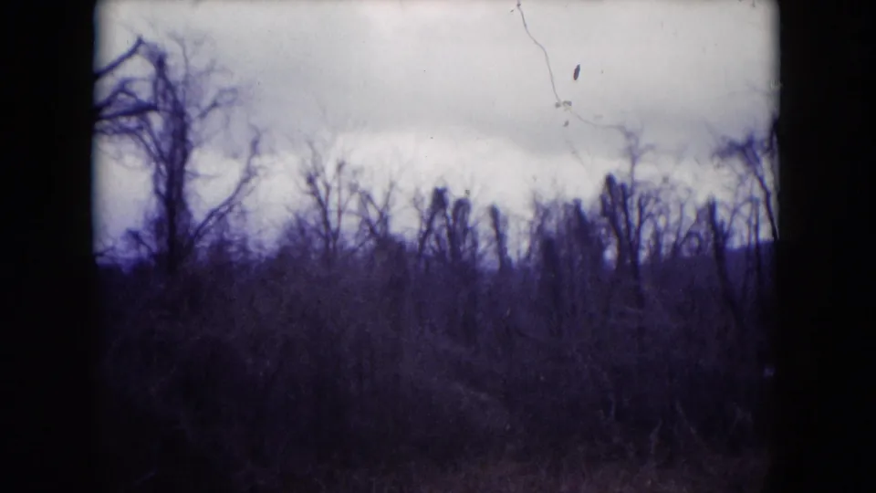 1953 Milwaukee-area 8mm frame showing a bare treeline and brush under overcast clouds, with dust and scratches in the scan.
