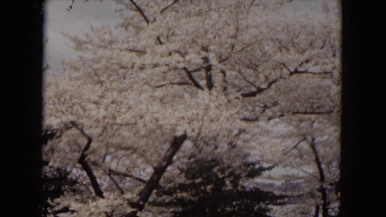 White blossoms cover tree branches in archival 1953 Milwaukee home-movie footage of a spring park scene.