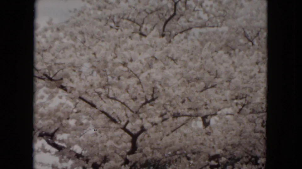A close view of white flowering branches in the 1953 Milwaukee park footage closes the short clip.