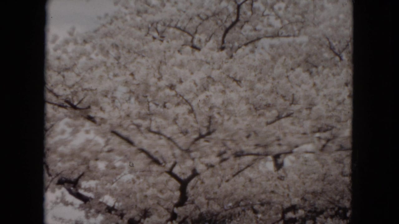 1953 Milwaukee 8mm frame showing dense white blossoms and dark tree branches under an overcast sky.