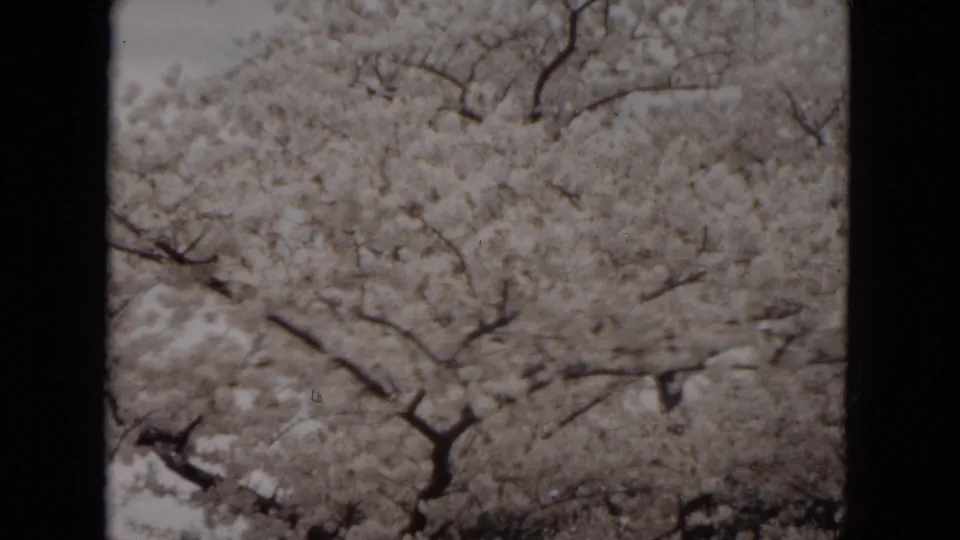 1953 Milwaukee 8mm frame showing dense white blossoms and dark tree branches under an overcast sky.