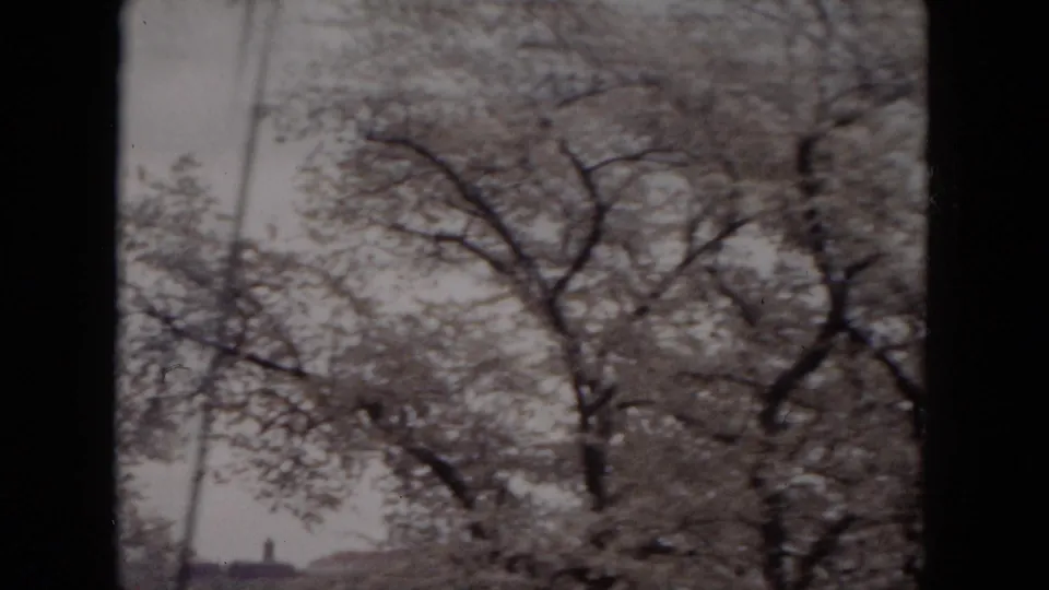 Final 1953 Milwaukee frame returns to flowering tree branches, with faint rooftops or structures visible through the haze.
