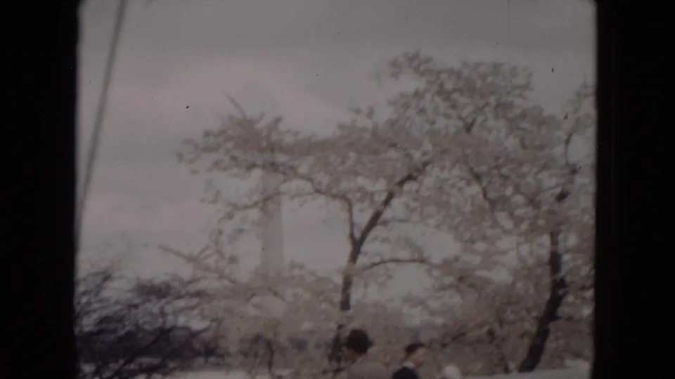 A handheld 8mm frame of blossoms and water with visitors partially visible in the foreground, consistent with a public spring outing.