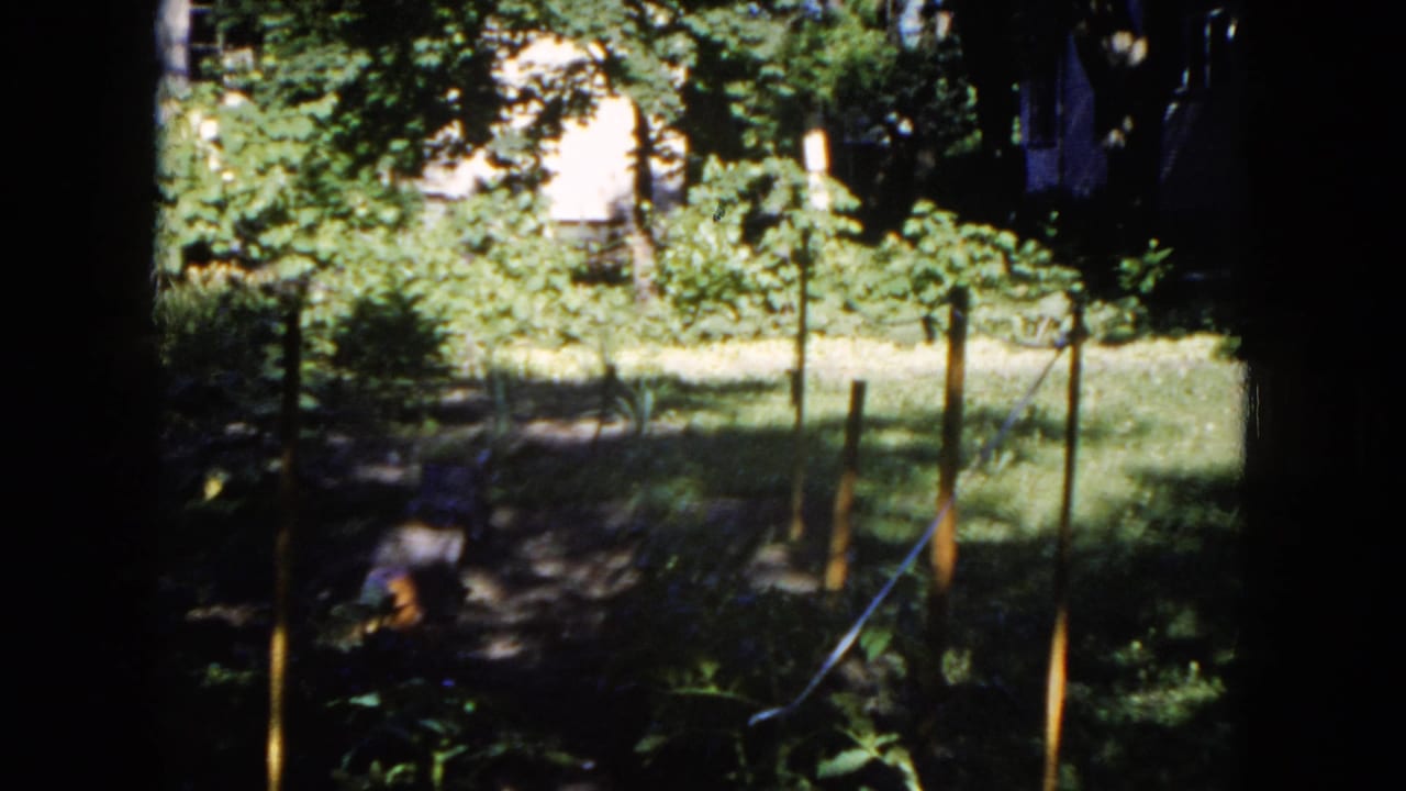 Shaded backyard lawn with garden stakes, trees, and bright grass beyond.