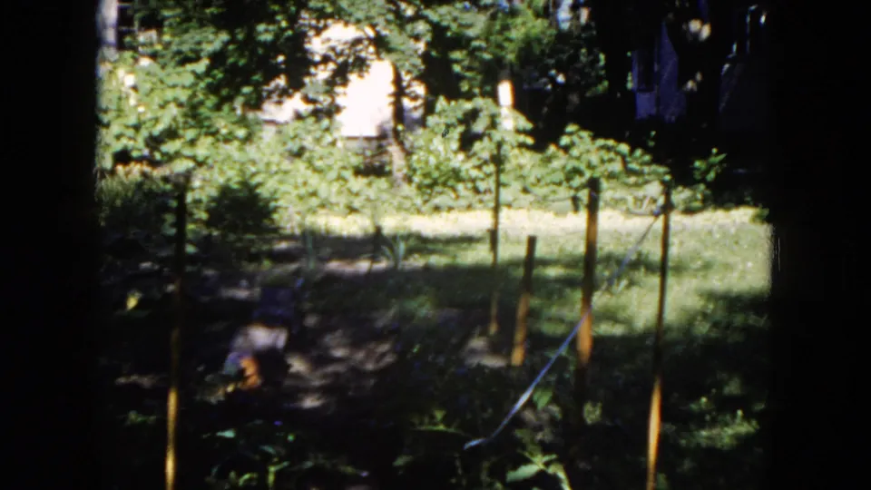 1953 Milwaukee home-movie frame showing a shaded backyard with lawn, trees, garden stakes, and a thin line along the planting area.