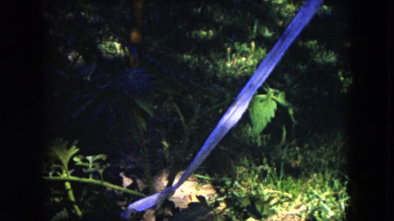 Blue ribbon tied to a tree branch amid green leaves and shadowed garden foliage.