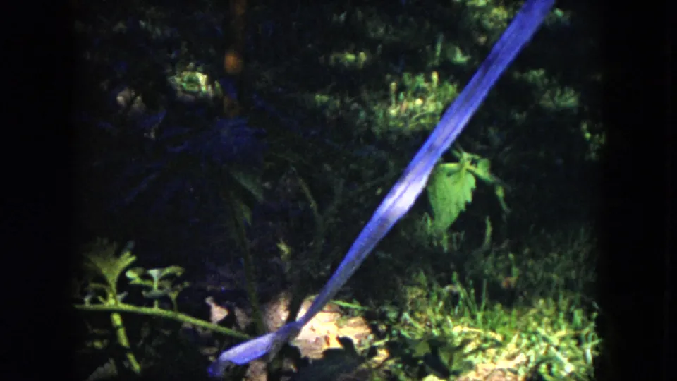 1953 Milwaukee 8mm frame showing a blue ribbon tied to a branch in a sunlit garden with green leaves and dark surrounding foliage.