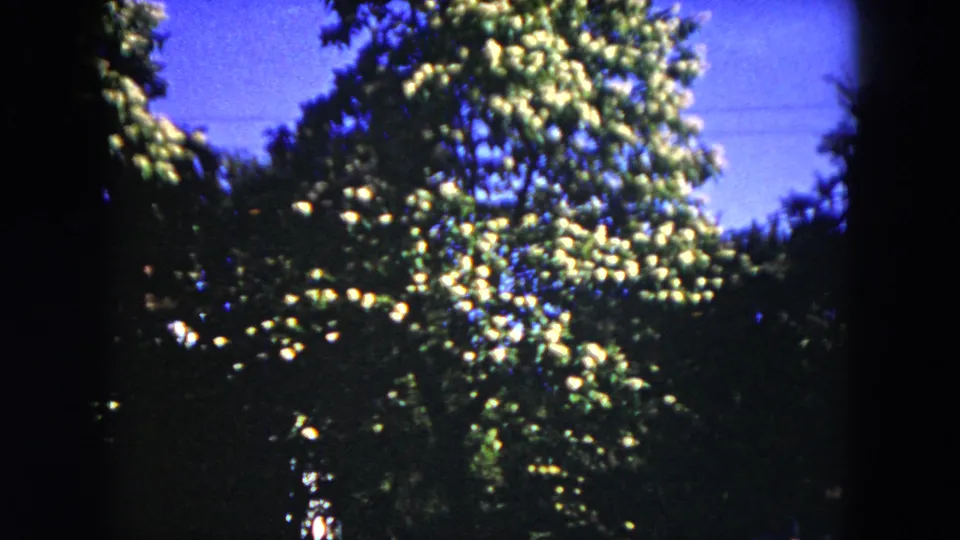 1953 Milwaukee 8mm frame showing a tree with white blossoms against blue sky, partly framed by dark garden foliage.