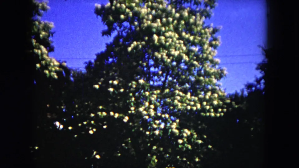 1953 Milwaukee 8mm frame with a white-blossomed tree canopy, blue sky, and dark foliage creating a natural border.