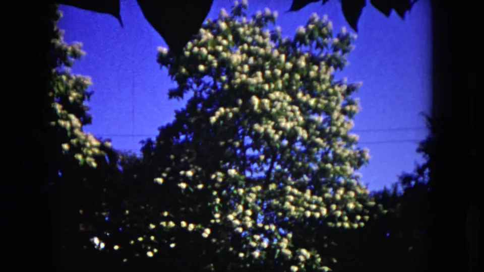 1953 Milwaukee 8mm frame showing a white-blossomed tree below blue sky, with dark leaves framing the upper edge.