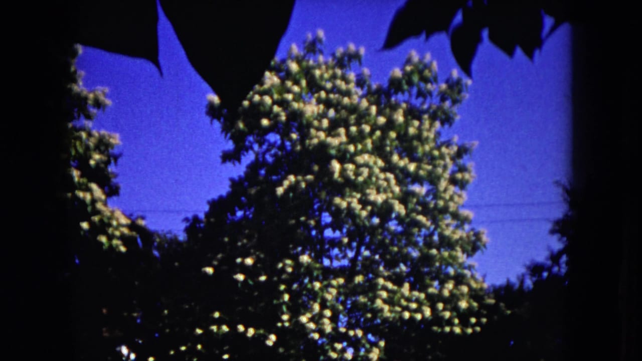 1953 8mm Milwaukee home-movie frame showing a flowering tree and blue sky under dark foreground leaves.