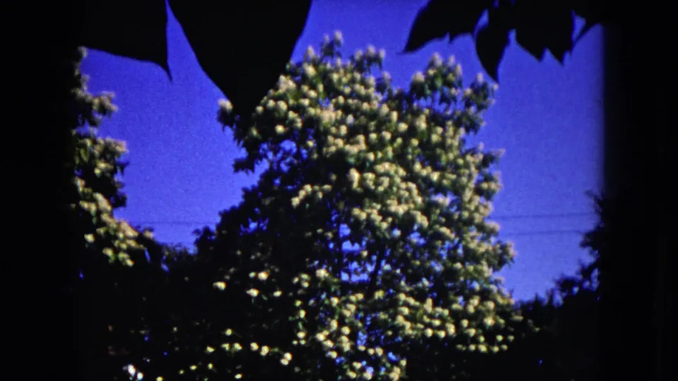 1953 8mm Milwaukee home-movie frame showing a flowering tree and blue sky under dark foreground leaves.