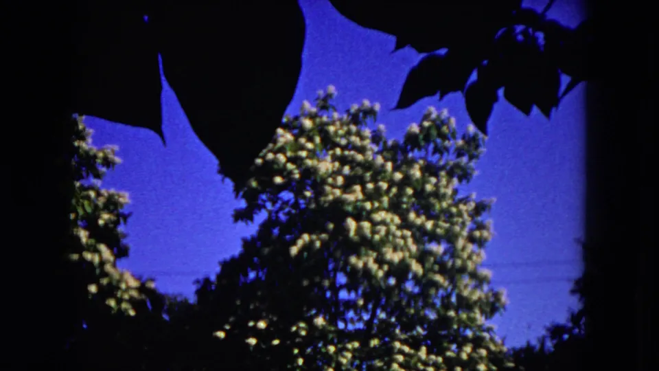 Milwaukee 1953 home-movie view of a blossoming tree, saturated blue sky, and shadowed leaves at the top of frame.