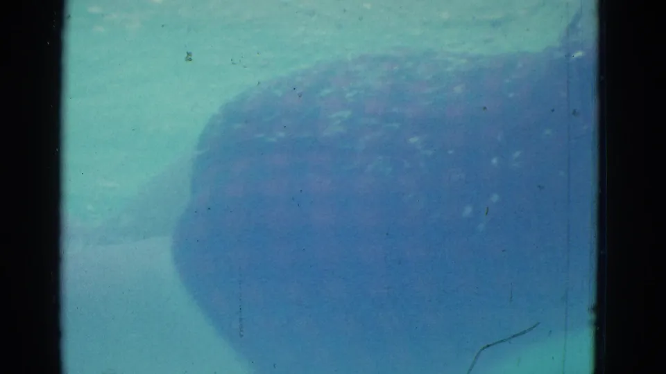 Close underwater view from 1953 Yonkers pool footage, with the swimmer softened by water distortion and film grain.