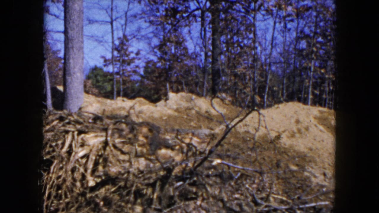 Loose dirt mound in a wooded area with exposed roots and bare trees.
