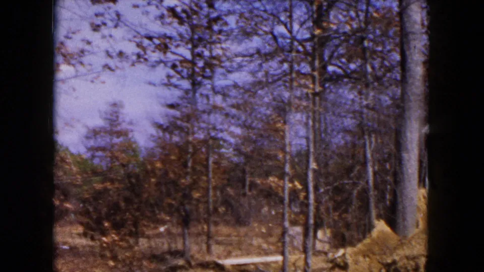 Wooded Hicksville lot in 1954 with leafless trees, brush, and open ground near residential construction.