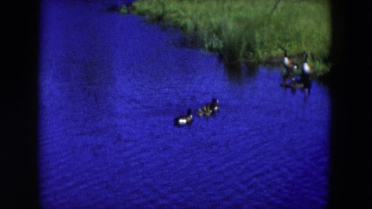 Two ducks swim across bright blue water near a grassy shoreline.