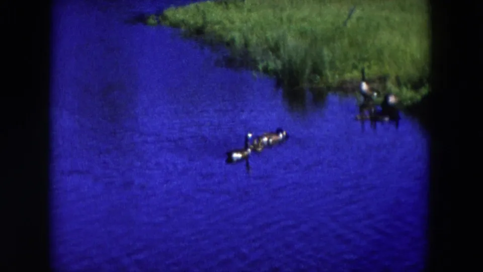Ducks float on vivid blue water near a grassy bank in the Hicksville, New York 8mm clip.