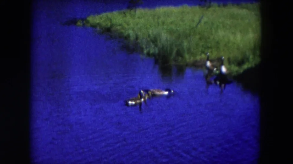 A duck appears low across the blue water near the green shore in the 1954 Hicksville footage.
