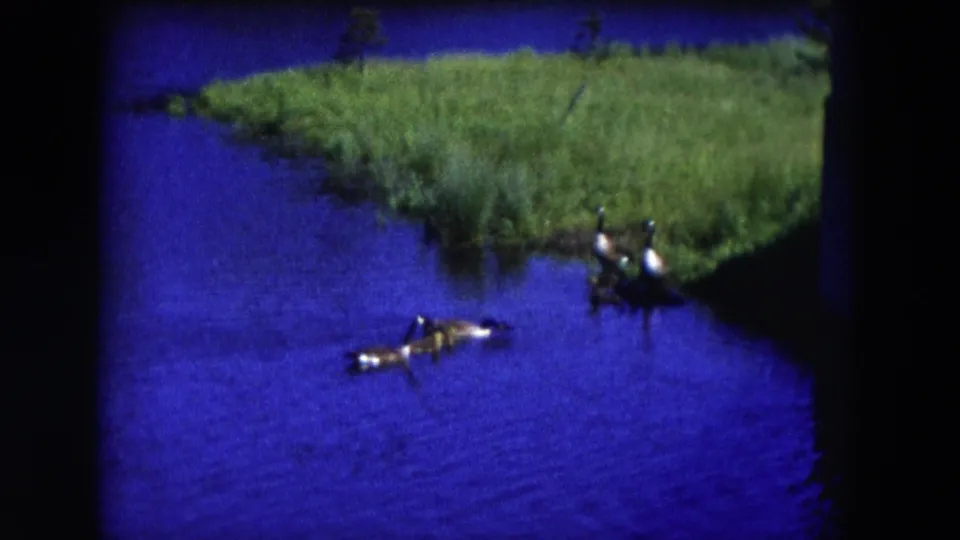 A duck crosses the saturated blue water beneath a grassy shoreline in the Hicksville home movie.