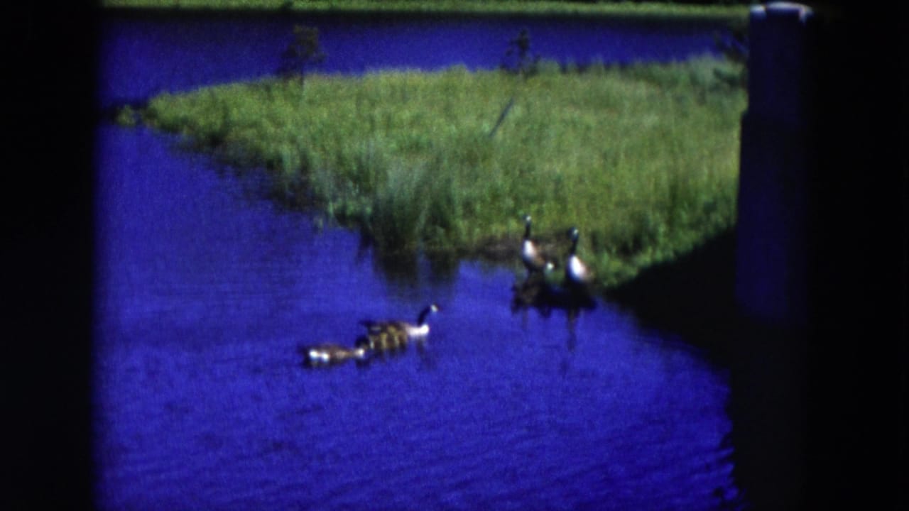 Two ducks swim in blue water while two ducks stand near a grassy bank.