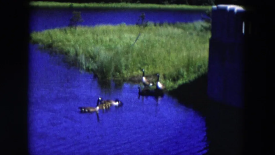 1954 Hicksville home-movie frame with ducks in bright blue water near reeds and a grassy shoreline.