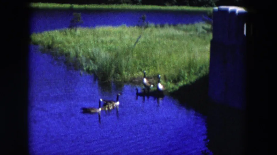 8mm 1954 Hicksville frame showing ducks separated between open blue water and a grass-lined bank.