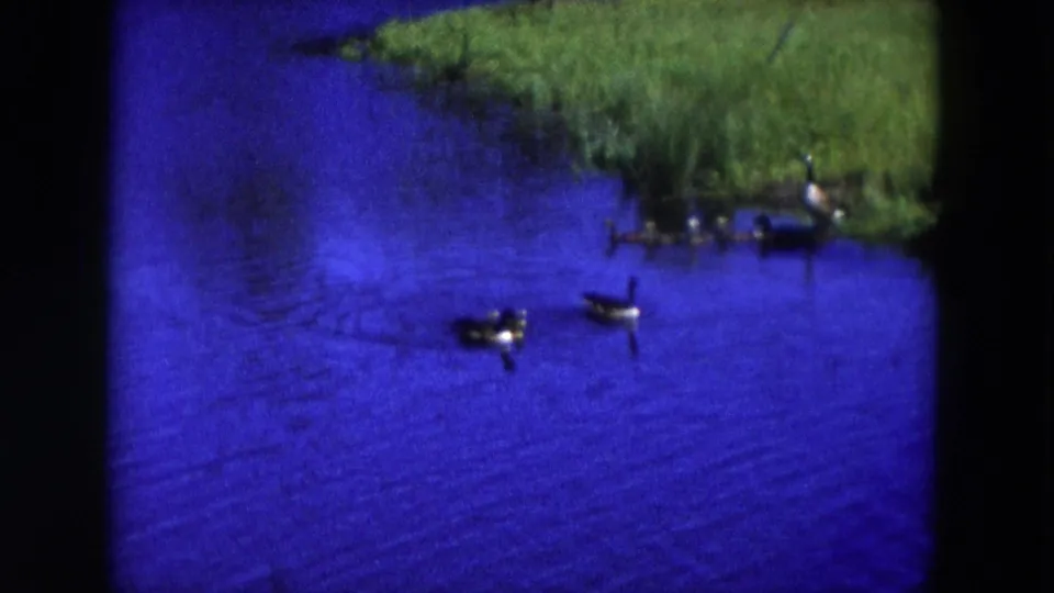 1954 Hicksville, New York frame with ducks dispersed across blue water below a green, reed-lined bank.