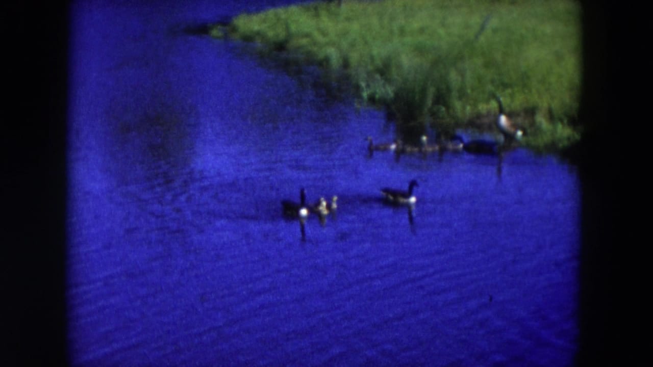 1954 Hicksville home-movie frame showing geese and goslings on saturated blue pond water near grass.