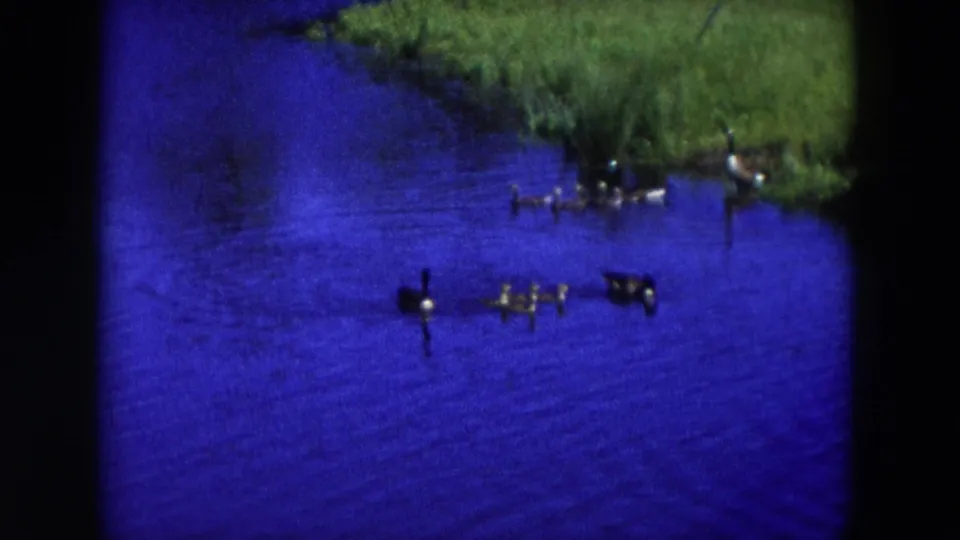 1954 Hicksville pond scene with adult geese and goslings swimming near a grassy bank in soft 8mm focus.