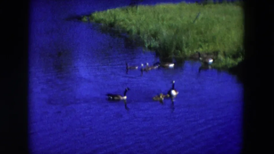 1954 Hicksville 8mm frame with two adult geese and goslings on vivid blue water below a grassy shoreline.