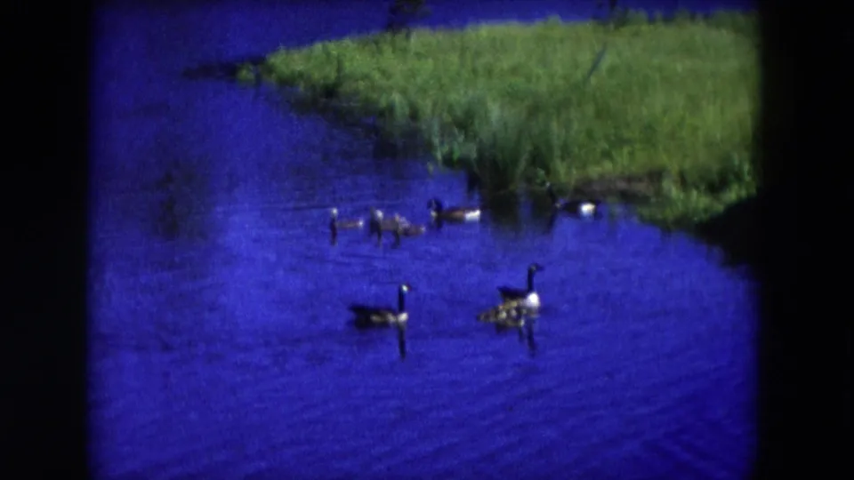 1954 Hicksville home-movie still showing geese with goslings on a blue pond beneath a green bank.