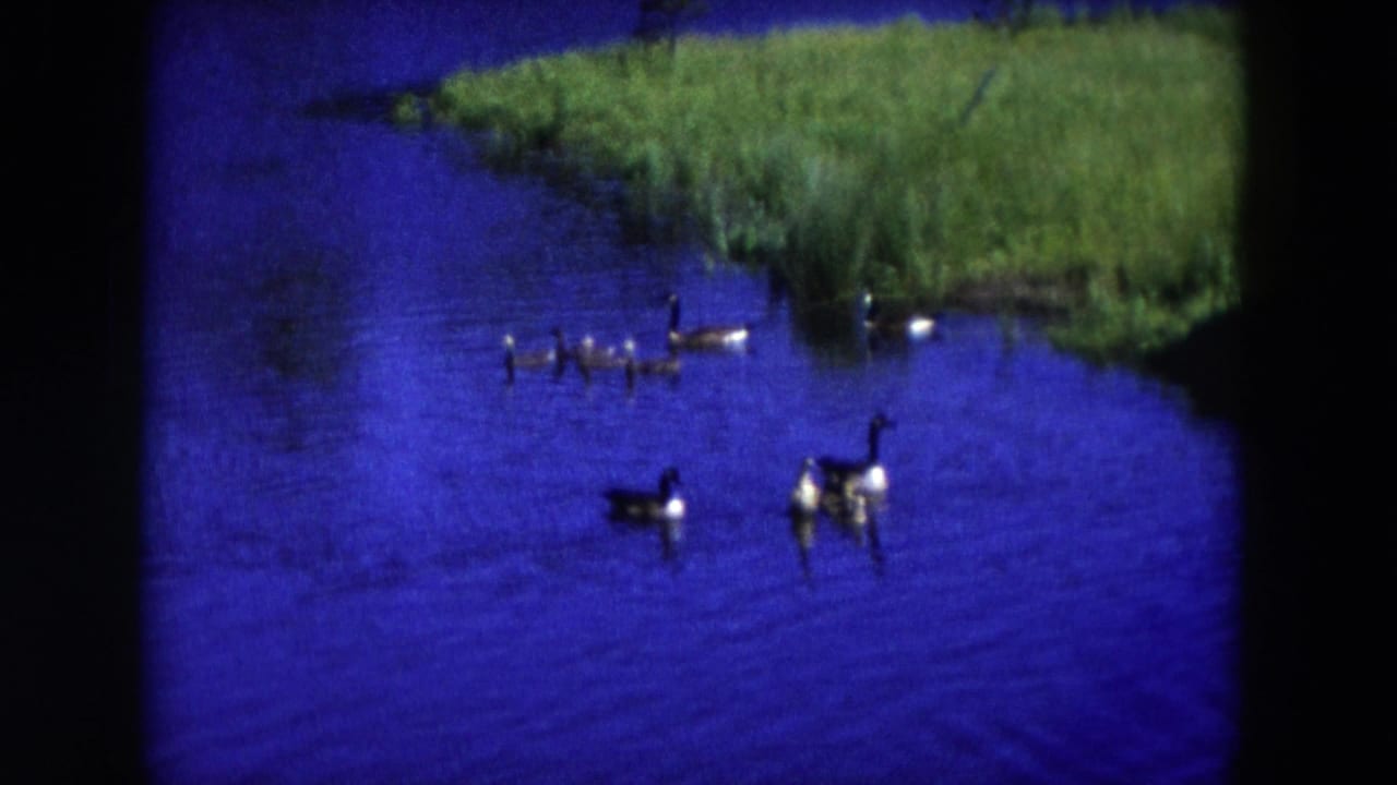 Geese and young birds swim across a blue pond beside green reeds.