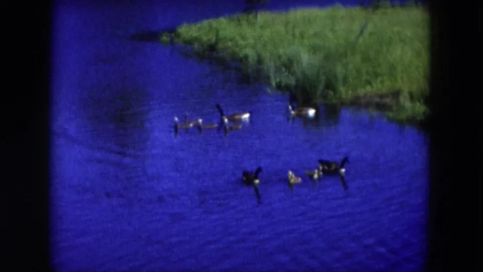 1954 Hicksville 8mm frame with geese and small young birds separated across vivid blue pond water near green reeds.